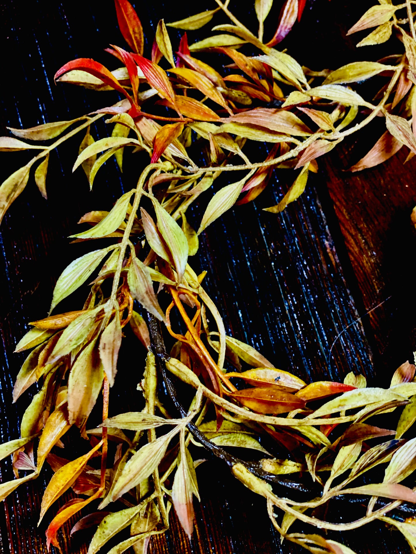 6' Sunshine Smilax Garland