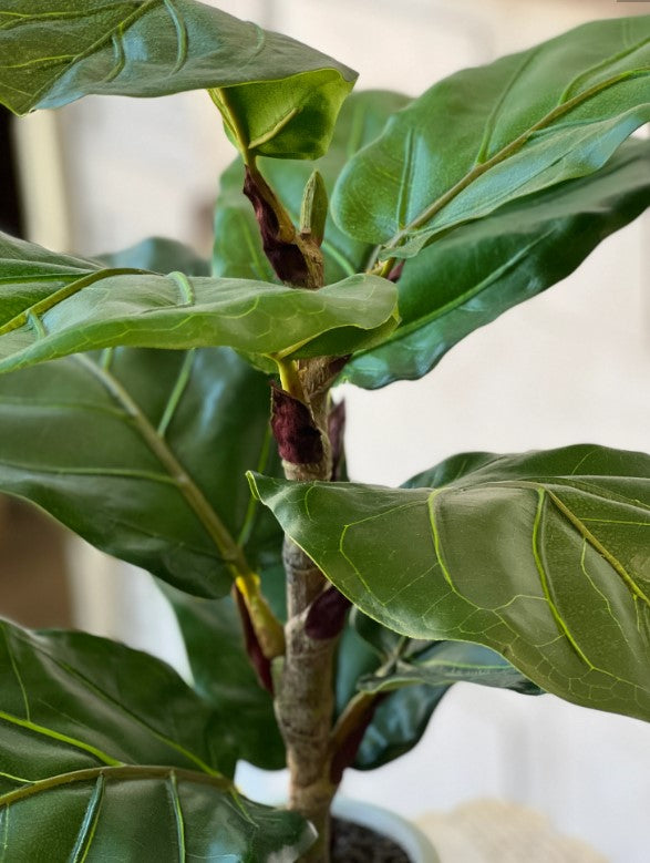 Potted Fiddle Leaf Fig | 23"