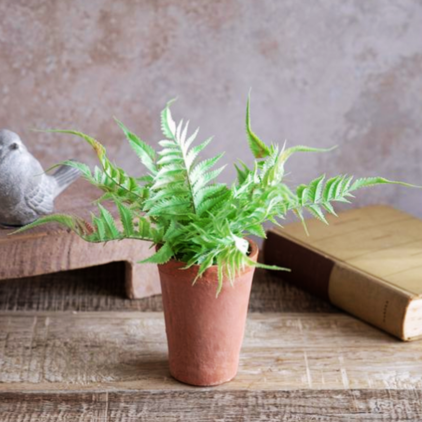 LT FERN IN TERRICOTTA POT | 13"