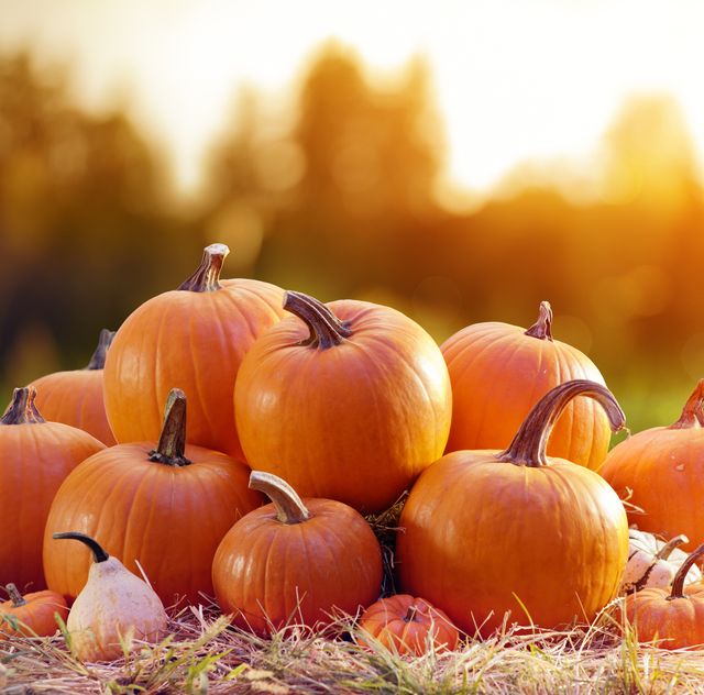  Pumpkin Wax Melts