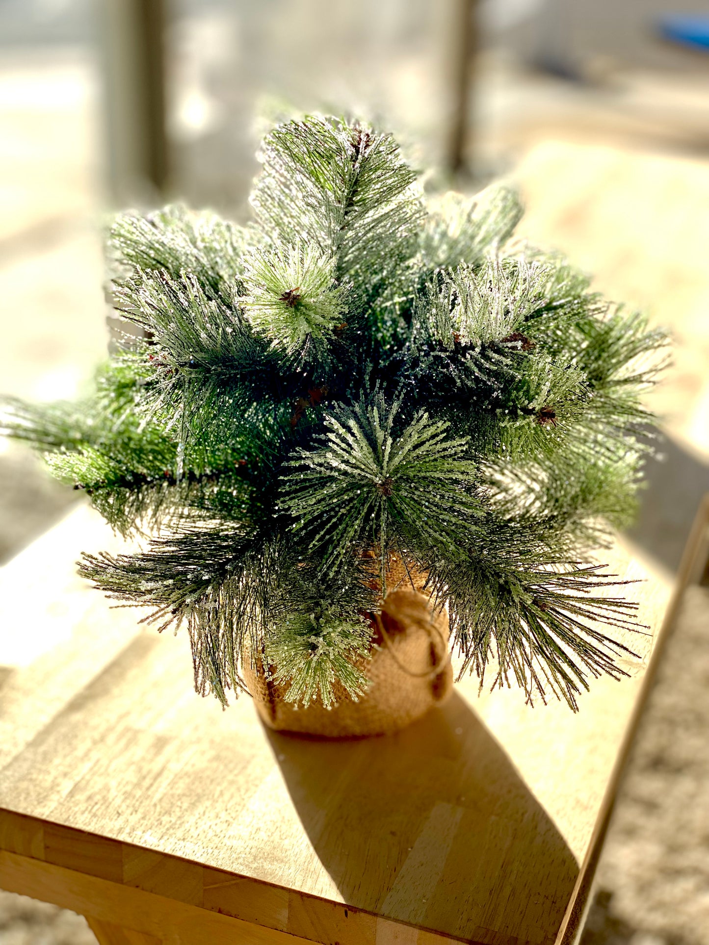 Icy Aberdeen Pine Little Giant tree | 12"