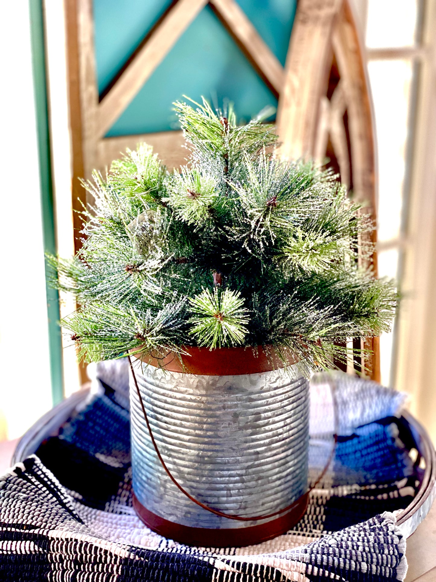 Icy Aberdeen Pine Little Giant tree | 12"