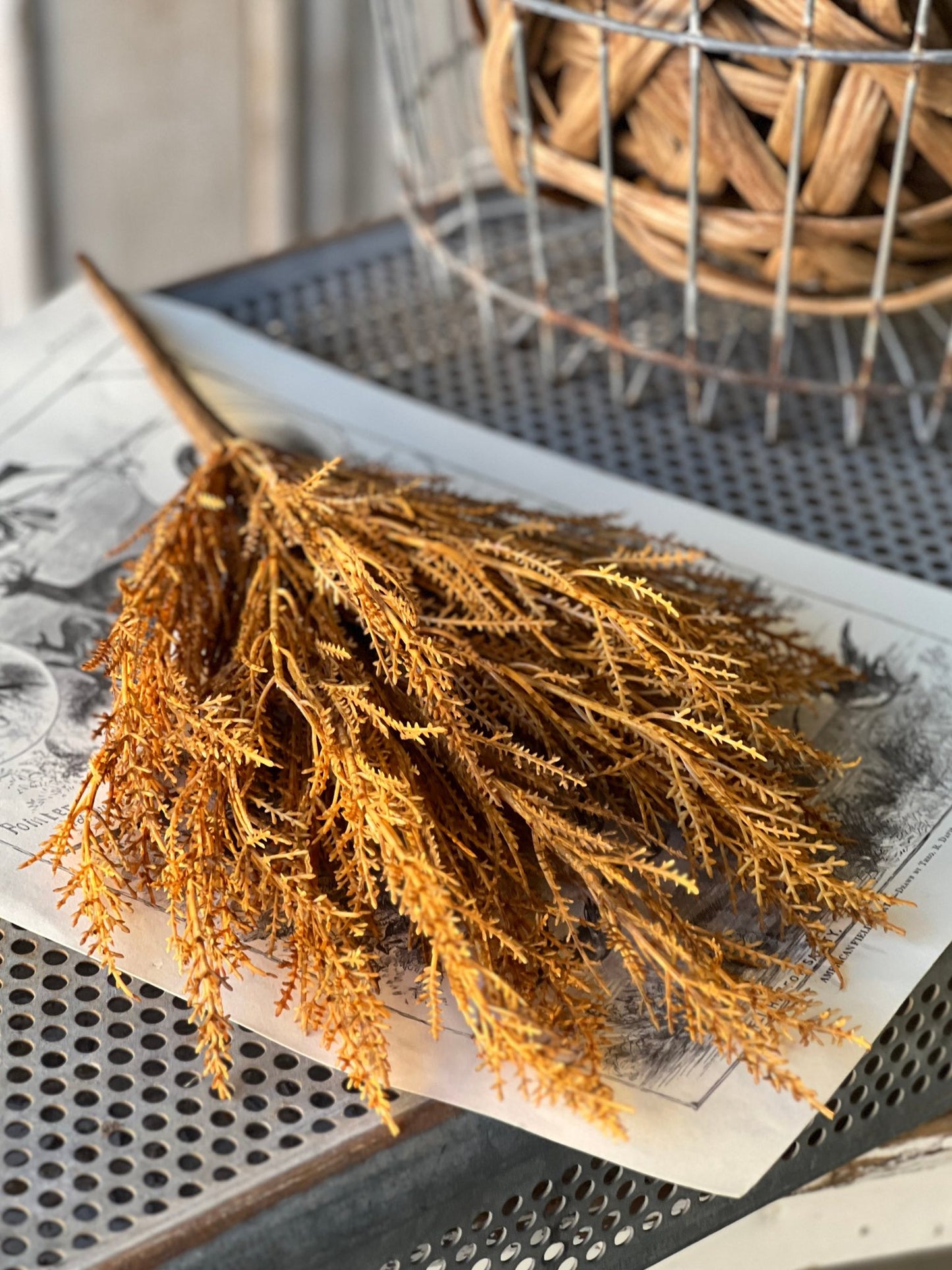 WILDTHORN BUSH | 19" | MAIZE