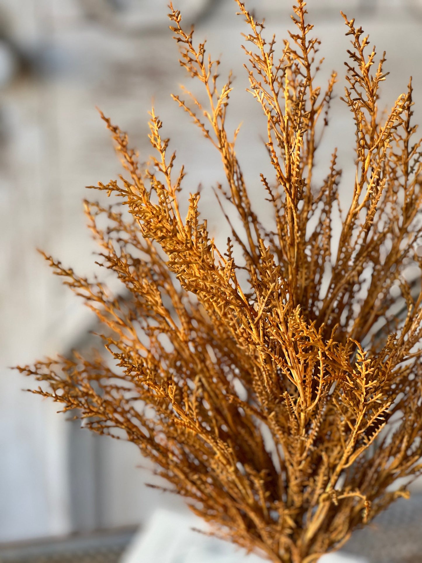 WILDTHORN BUSH | 19" | MAIZE