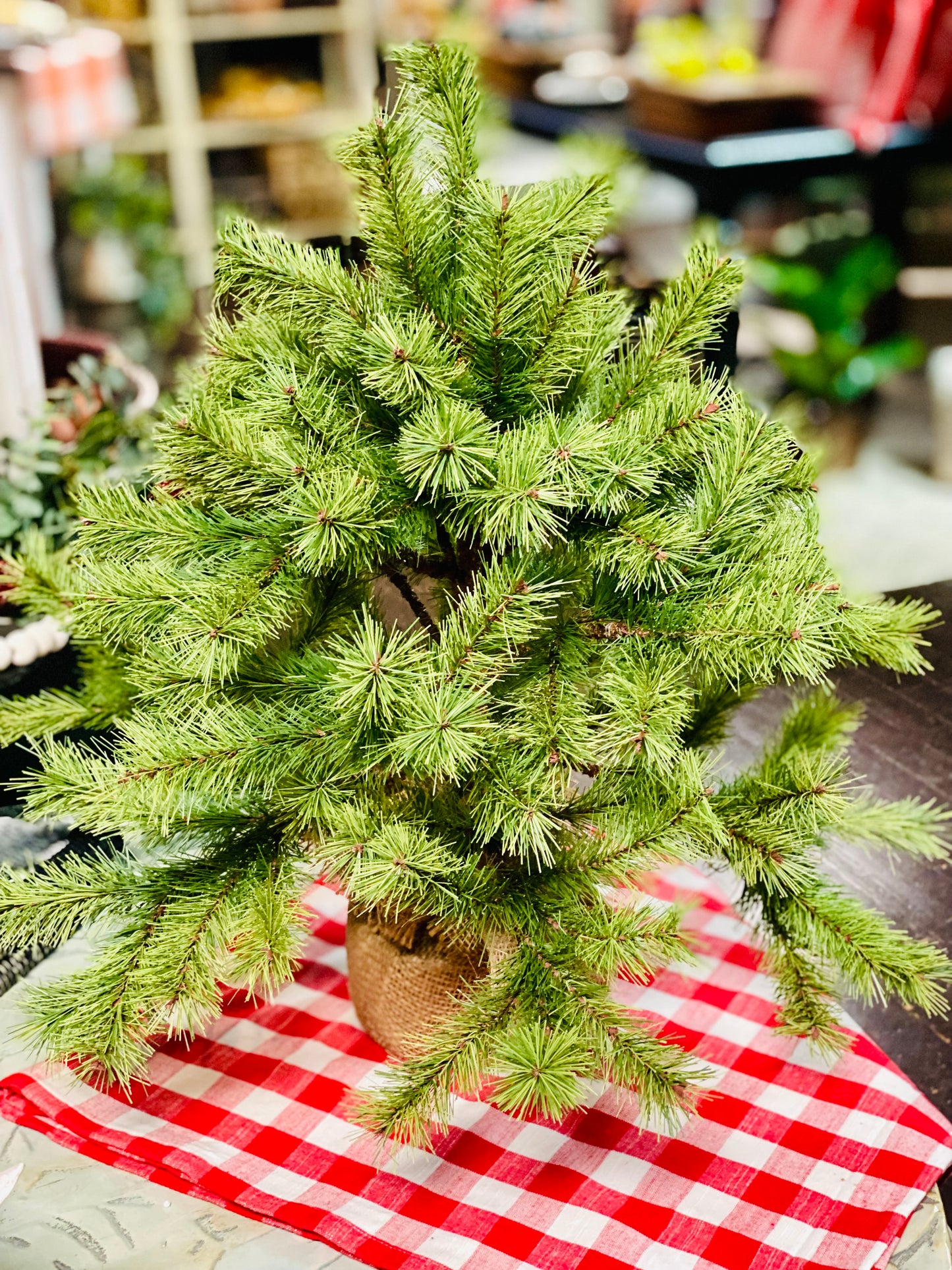 DWARF PINE WITH BURLAP BASE