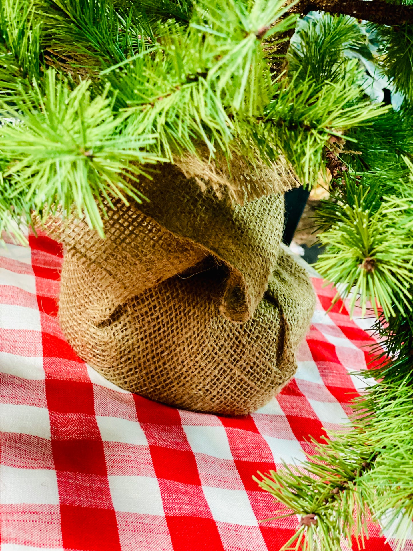 DWARF PINE WITH BURLAP BASE