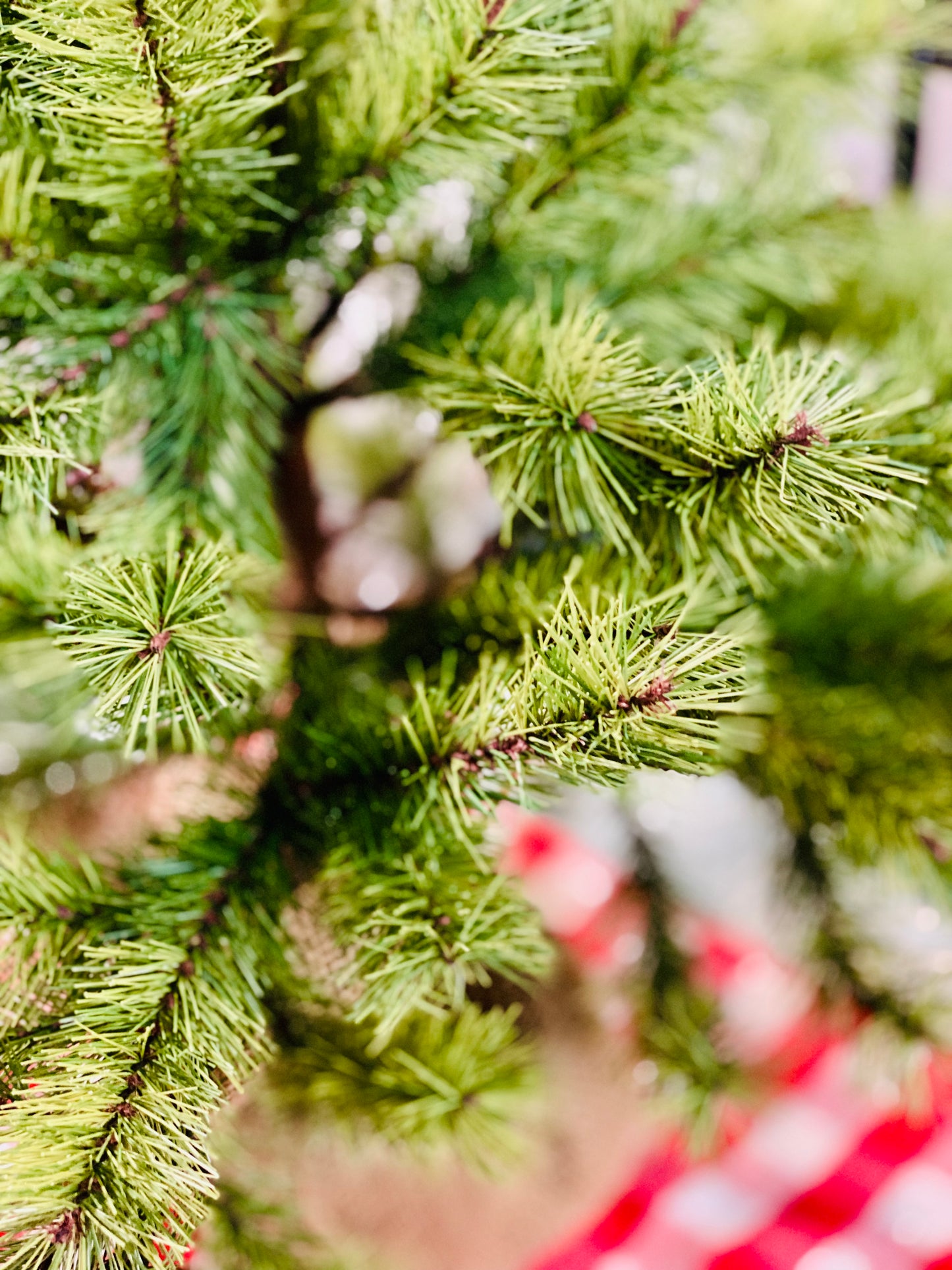 DWARF PINE WITH BURLAP BASE