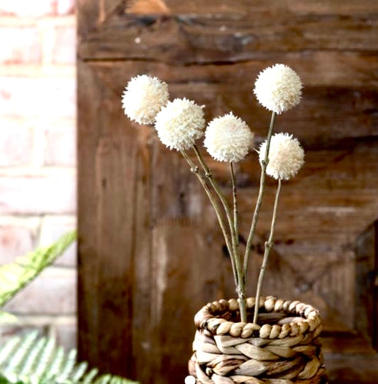 CREAM CRASPEDIA FLOWER STEM