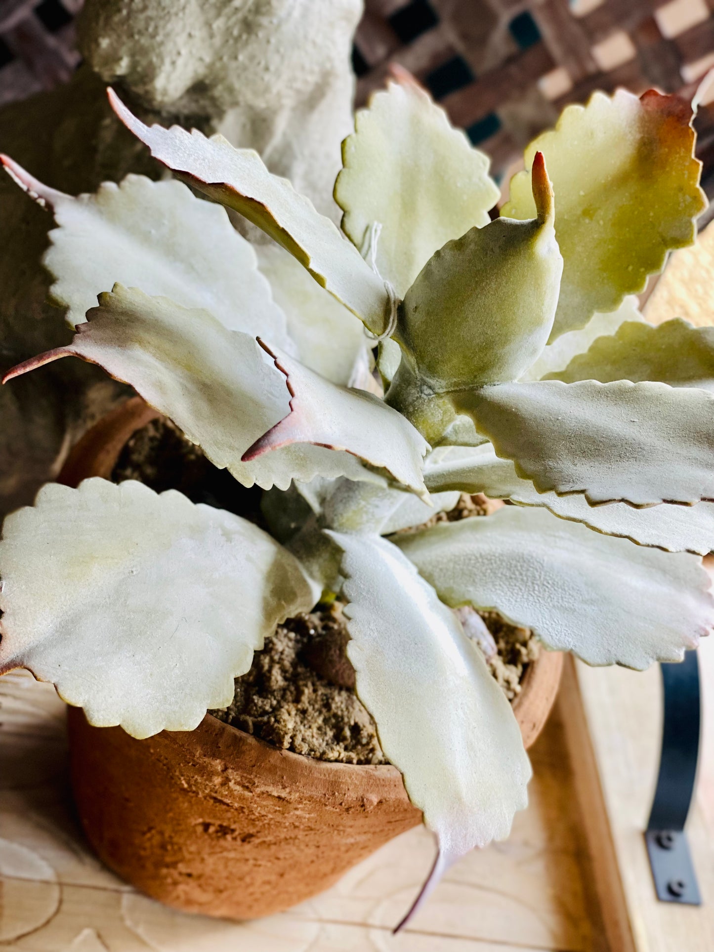 POTTED SUCCULENT IN TERRACOTTA POT