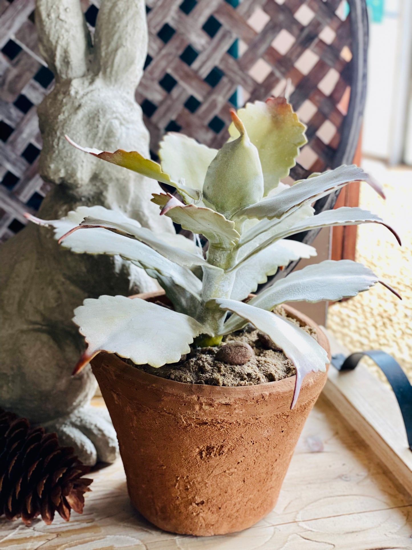 POTTED SUCCULENT IN TERRACOTTA POT