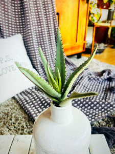 Aloe Succulent Green/Purple