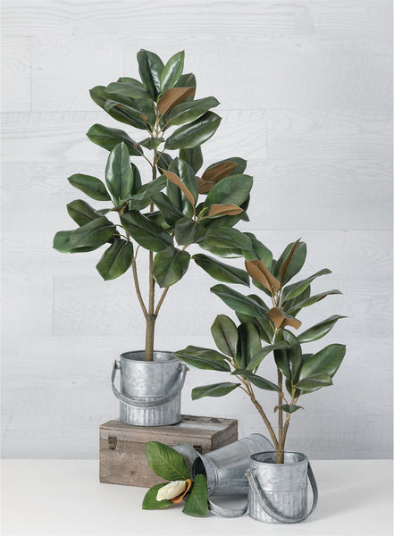 MAGNOLIA TREE