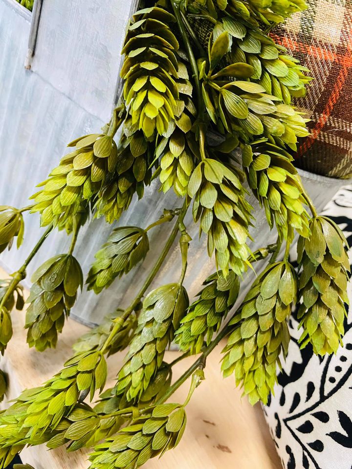 Green Hops Hanging Bush