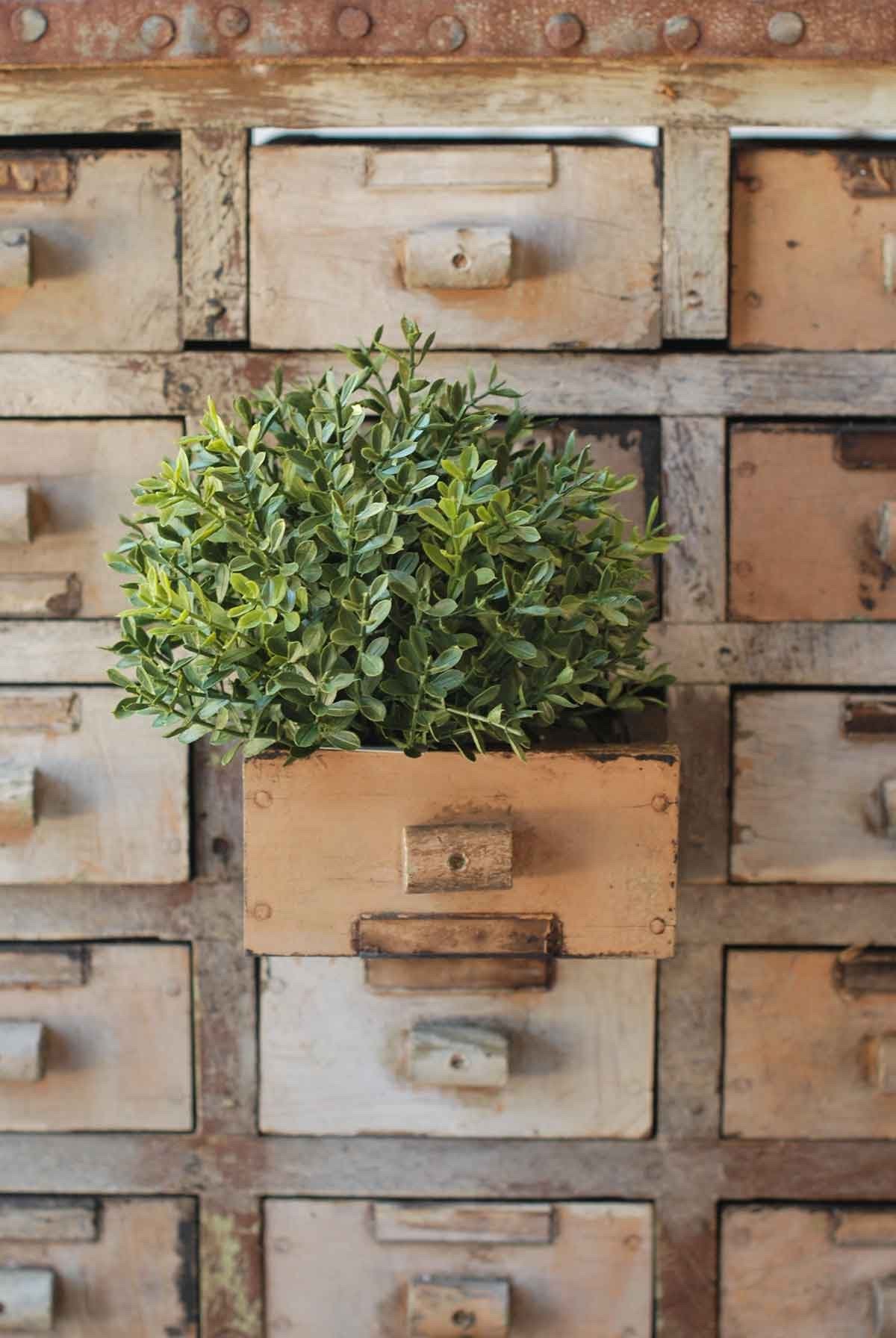 New England Boxwood Half Sphere | 7" *
