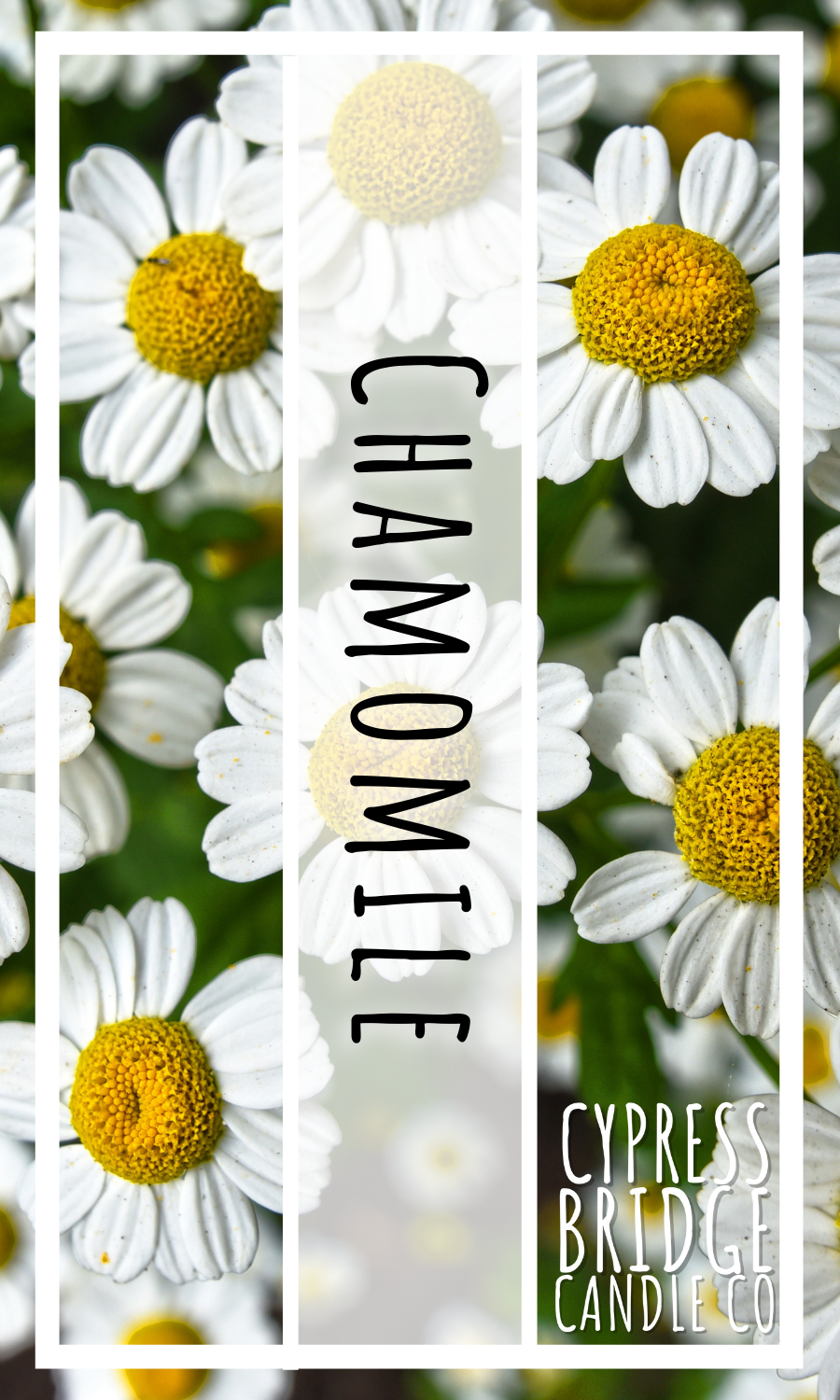 Chamomile Fragrance Oil