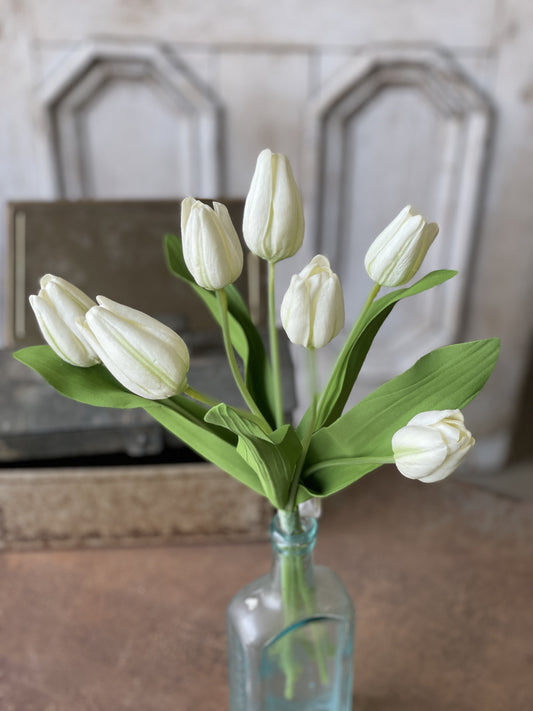 Tulip Time | 14.5" | Creamy White | set/7