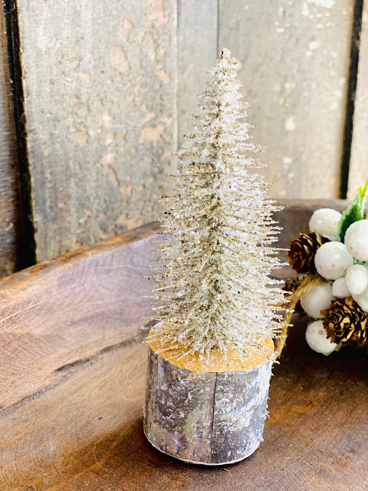 Snowy Foxtail Pine Tree | 6" Platinum