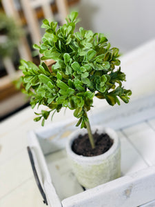 POTTED BOXWOOD TOPIARY 11" *