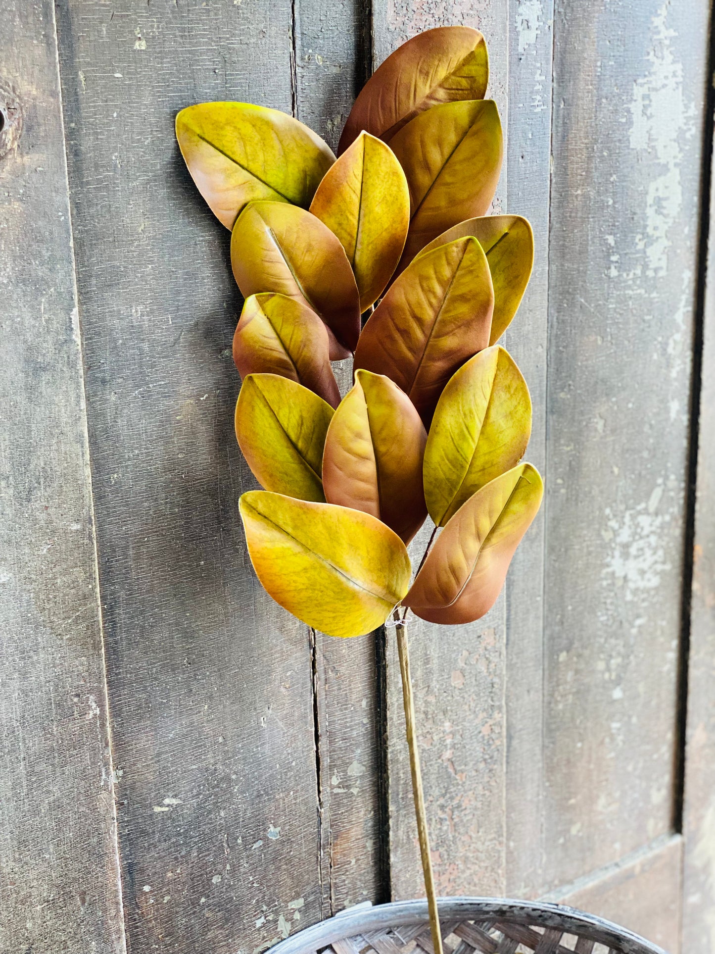 MAGNOLIA STEM / BURG