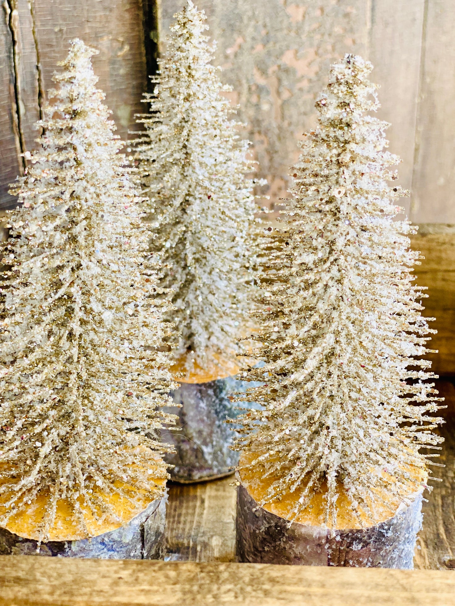 Snowy Foxtail Pine Tree | 6" Platinum